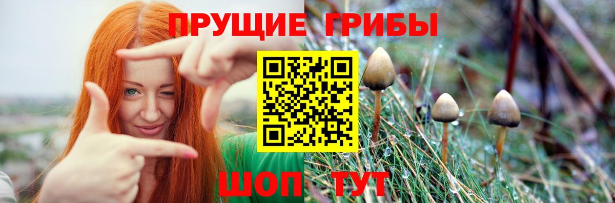 Галлюциногенные грибы Psilocybe Армавир